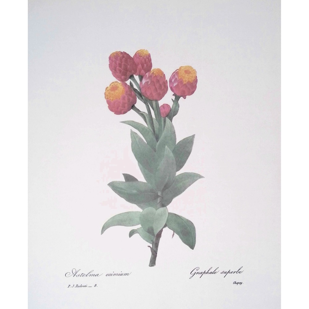 Redouté Globe Amaranth Vintage Botanical Book Plate Flower Floral Wall Art